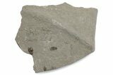 Detailed Fossil Beetle (Coleoptera) - Green River Formation #377191-1